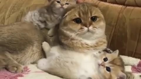 Cute Cat, Funny Cat, Tiktok Cat,