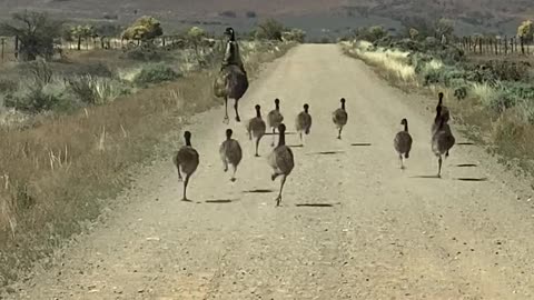 An Emu Family Goes For A Run