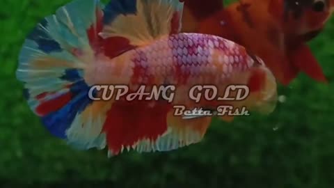 CUPANG CANDI GALAXY --- BETTA FISH --- BEST QUALITY