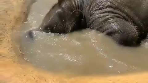 Cute kids of Elephants