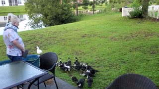 Huge Flock of Ducks