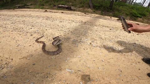 Florida pine snake hurls entire body off the ground to strike