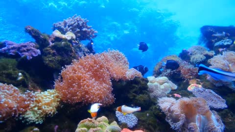 Amazing Underwater World