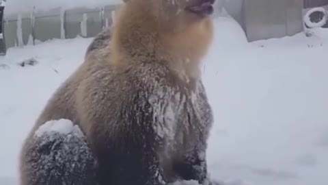 joyful bear in winter