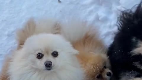 Funny dog short video clips, dog, funny dog, dogs, funny dogs, funny videos, funny, #shorts