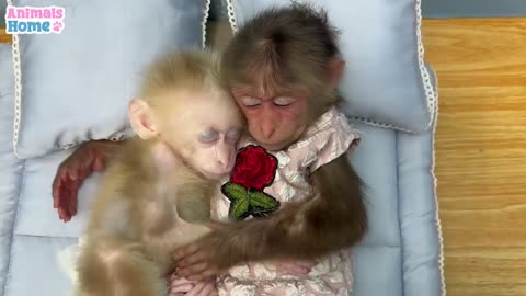 Bibi Dad Takes Care of Baby Monkey - Heartwarming Bond