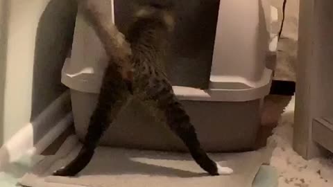 Cat Dances During Dig