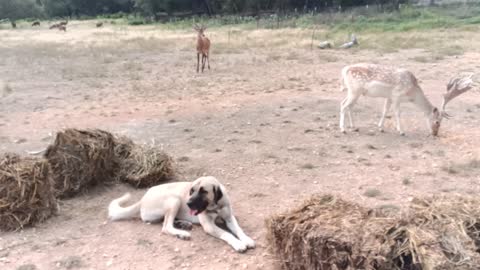 Dog guards deer that previously attacked it.
