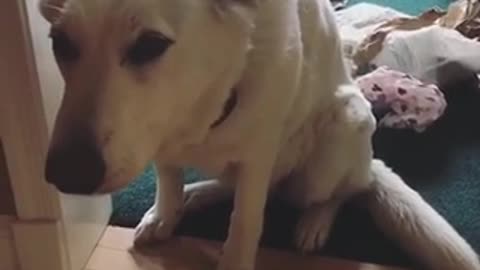 White dog storm feels bad about making mess in house