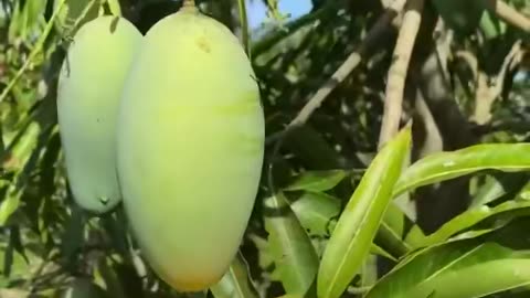 mango fruit