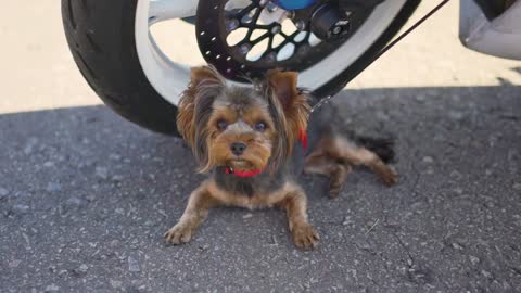 yorkshire terrier Dog sitting near motorcycle