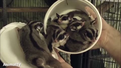 Cute baby animals - SUGAR GLIDERS Flying funny Compilation