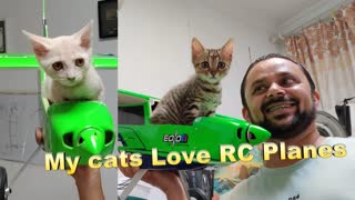 My Kitten Loves a Ride in my RC airplane