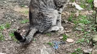 Cat washes in front of the porch