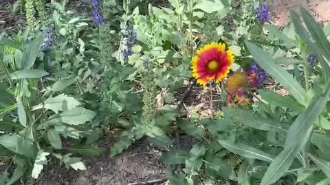 beautiful little wildflowers