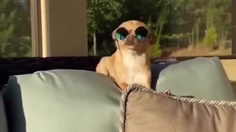 Cool dog