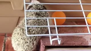 Fitness Squad Hedgehog Knows How To Climb To His Family House