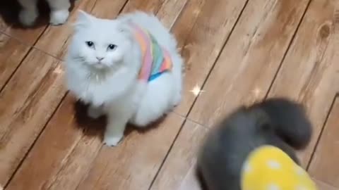 Best cat video
