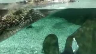 Video with a Crocodile