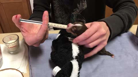 Runt of the litter receives special attention