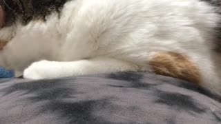 Cali cat thinks I’m her cat bed