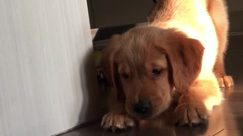 Puppy Confused by Baby Carrot