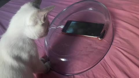 Cat puppy playing with smartphone