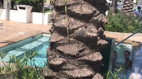 Large Green Iguana Crashes The Pool Party