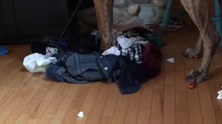 Brown great dane plays with bunch of laundry of wood floor