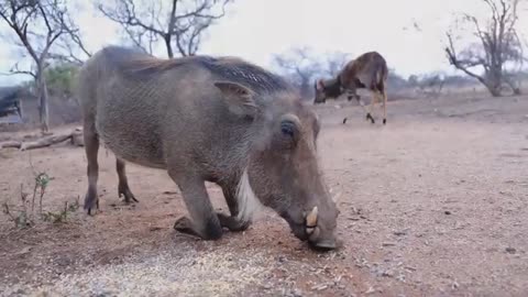 Warthog Feeding l African Wild Pig Feeding l Wild Pig Feeding_Cut.mp4