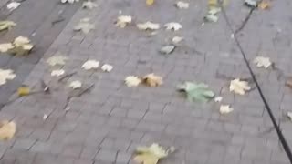 A nice walk from Luna around the park, my dog loves leaves!