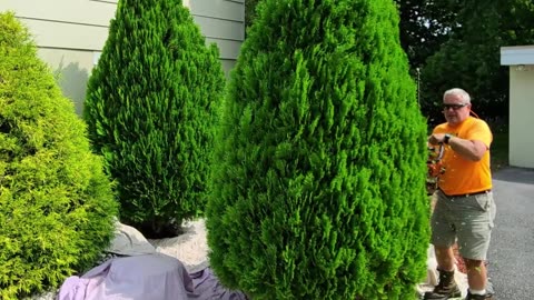 Shrub Trimming Hagerstown Maryland Landscape Company