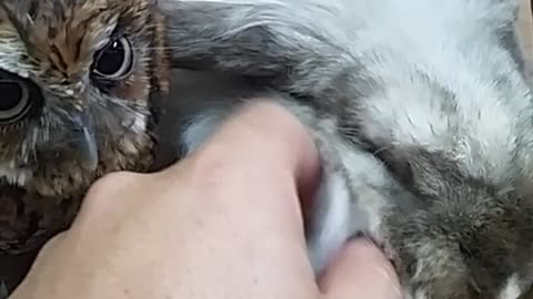 Adorable bunny and baby owl together