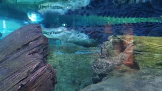 Saltwater Crocodile underwater