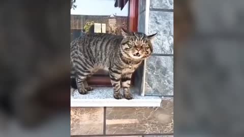 Cat funny talking like a human