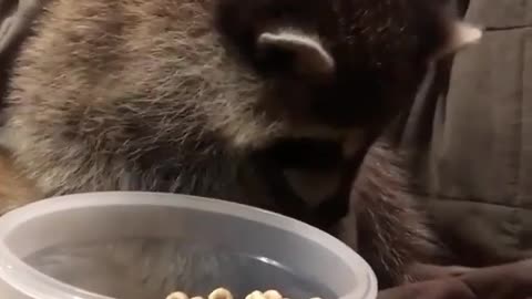 raccoon sitting on coach and eat snaks