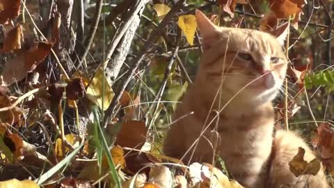 Como fazer os gatos parar de morder