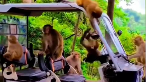 Monkey 🐒 funny video