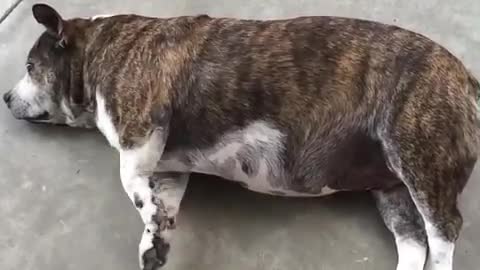 dog dance while sleeping