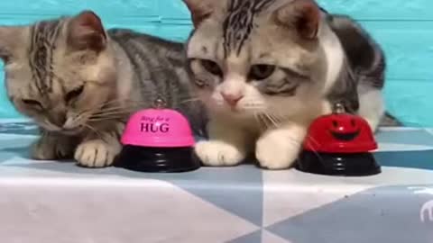 Lovely Cat, funny cat videos 2021