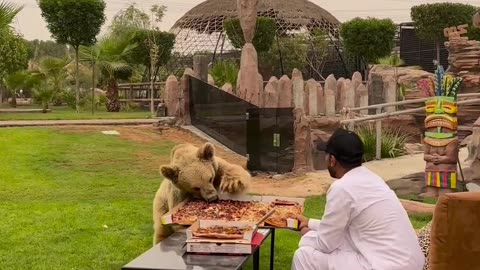 Dubai 🇦🇪 King 👑 Sheikh Nawab With White Lion 🦁 White Tiger 🐅 #Dubai #Lion #Shorts