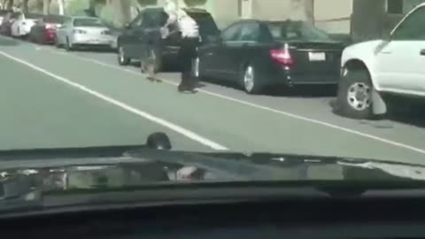 Dog Powered Skateboard Pulled Along Street