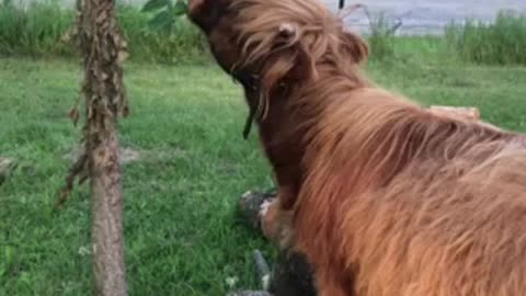 Ruby the Scottish highland trims our black walnut trees