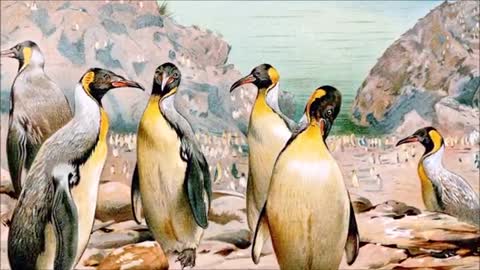 Giant Penguins Were Discovered In New Zealand