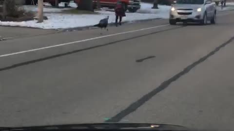 Turkey Chases Boy Down the Street