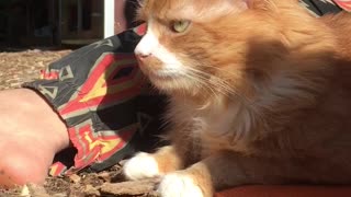 Orange cat growls at owner while sitting outside