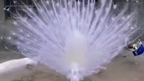 so beautiful peacock