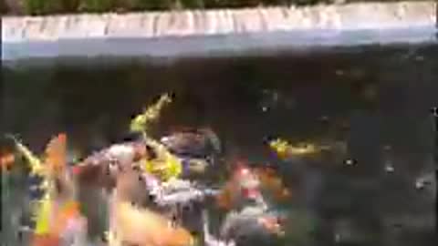 Koi fish pond (34)