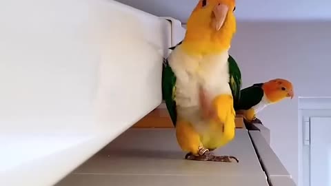 🦜 camouflage training 🎥: _lala_dobby_ (IG)