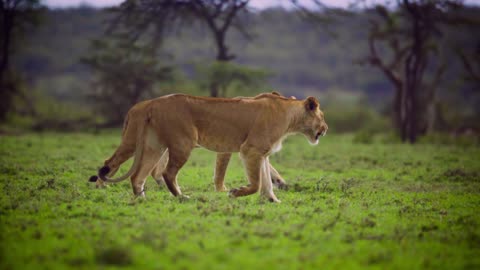 les lions